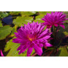 Nymphaea 'Bull's Eye', nénuphar tropical diurne