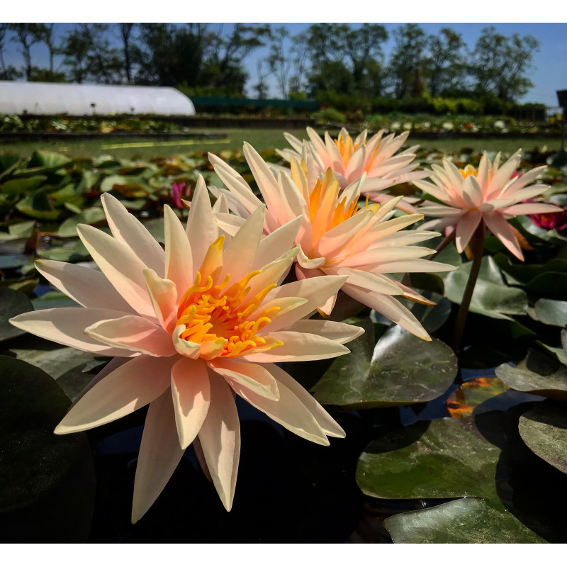 Nymphaea 'Starbright', nénuphar rustique couleur cuivre