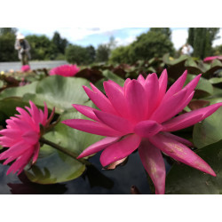 Nymphaea 'Pink Ribbon', nénuphar rustique couleur rose