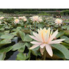 Nymphaea 'Barbara Davies', nénuphar rustique couleur cuivre