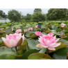 Nymphaea 'Arethusa', nénuphar rustique couleur rose