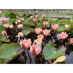 Nymphaea 'Seignoureti', nénuphar rustique couleur cuivre