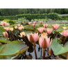 Nymphaea 'Seignoureti', nénuphar rustique couleur cuivre