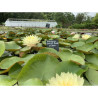 Nymphaea 'Double Yellow', nénuphar rustique couleur jaune