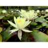 Nymphaea 'Odorata Sulfurea', nénuphar rustique couleur jaune