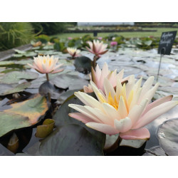 Nymphaea 'Starbright', nénuphar rustique couleur cuivre