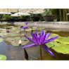 Nymphaea 'Midnight', nénuphar tropical diurne