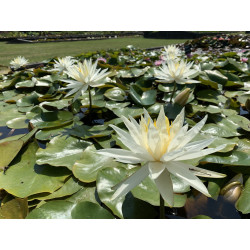 Nymphaea 'Hal Miller', nénuphar blanc rustique