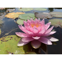 Nymphaea 'Sylvie Benedetti' (Latour-Marliac, 2005), nénuphar rustique couleur rose