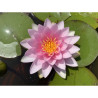 Nymphaea 'Sylvie Benedetti' (Latour-Marliac, 2005), nénuphar rustique couleur rose