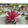 Nymphaea 'Hidden Violet', nénuphar rustique couleur rouge