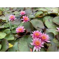 Nymphaea 'Bernadette Christensen' (Latour-Marliac, 2020), nénuphar rustique couleur rouge