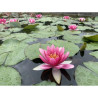 Nymphaea 'Splendida', nénuphar rustique couleur rose