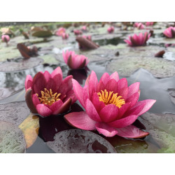 Nymphaea 'Marliacea Rubra Punctata', nénuphar rustique couleur rouge