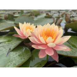 Nymphaea 'Cynthia Ann', nénuphar rustique couleur cuivre