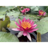 Nymphaea 'Newton', nénuphar rustique couleur rouge