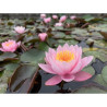 Nymphaea 'Rose Magnolia', nénuphar rustique couleur rose