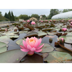 Nymphaea odorata rubra, nénuphar rustique couleur rouge