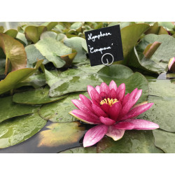 Nymphaea 'Conqueror', nénuphar rustique couleur rouge