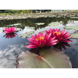 Nymphaea 'Atropurpurea', nénuphar rustique couleur rouge