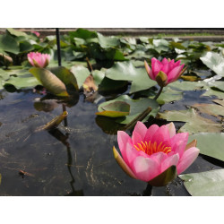 Nymphaea 'Fulva' (Latour-Marliac, 1894), nénuphar rustique couleur rose