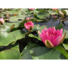 Nymphaea 'Fulva' (Latour-Marliac, 1894), nénuphar rustique couleur rose