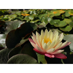 Nymphaea 'Gregg's Orange Beauty', nénuphar rustique couleur cuivre