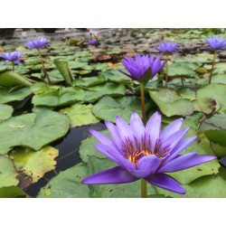 Nymphaea 'Director George T. Moore', nénuphar tropical diurne