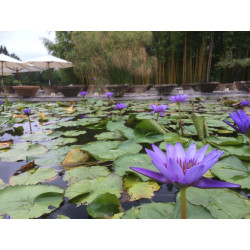 Nymphaea 'Director George T. Moore', nénuphar tropical diurne