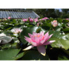 Nymphaea 'Formosa', nénuphar rustique couleur rose