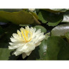 Nymphaea 'White 1000 Petals', nénuphar blanc rustique