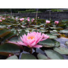 Nymphaea 'Rose Magnolia', nénuphar rustique couleur rose