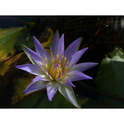 Nymphaea caerulea, nénuphar tropical diurne