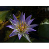 Nymphaea caerulea, nénuphar tropical diurne