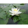 Nymphaea 'Alba Delicata', nénuphar blanc rustique