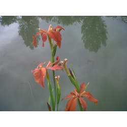 Iris fulva, plante aquatique de berge