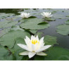 Nymphaea 'Alba Delicata', nénuphar blanc rustique