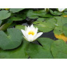 Nymphaea 'Hermine', nénuphar blanc rustique