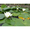 Nymphaea 'Hermine', nénuphar blanc rustique