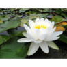 Nymphaea 'Marliacea Albida', nénuphar blanc rustique