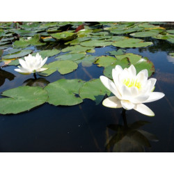 Nymphaea 'Elysée', nénuphar blanc rustique