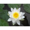 Nymphaea 'Albatros', nénuphar blanc rustique