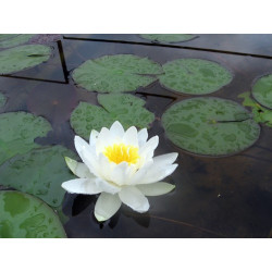 Nymphaea 'Albatros', nénuphar blanc rustique