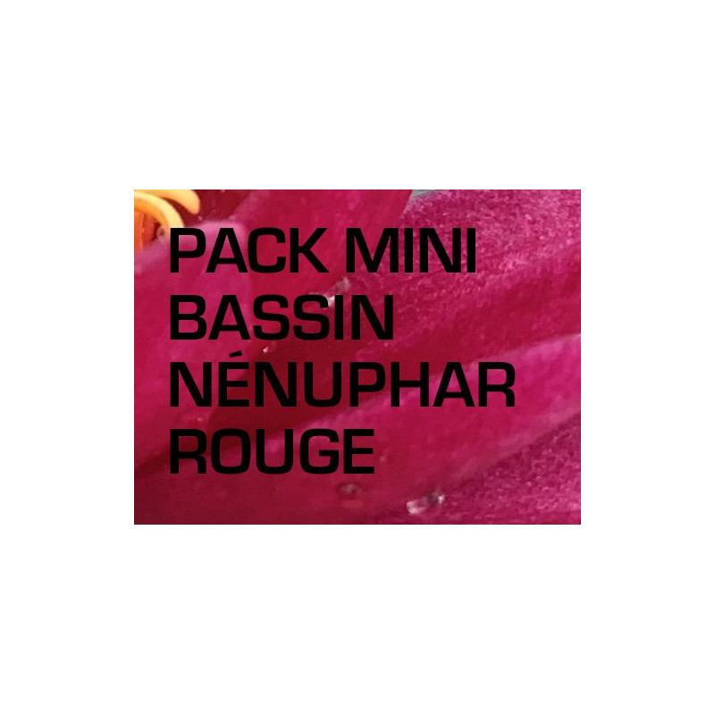 Pack Mini Bassin - Nénuphar rouge