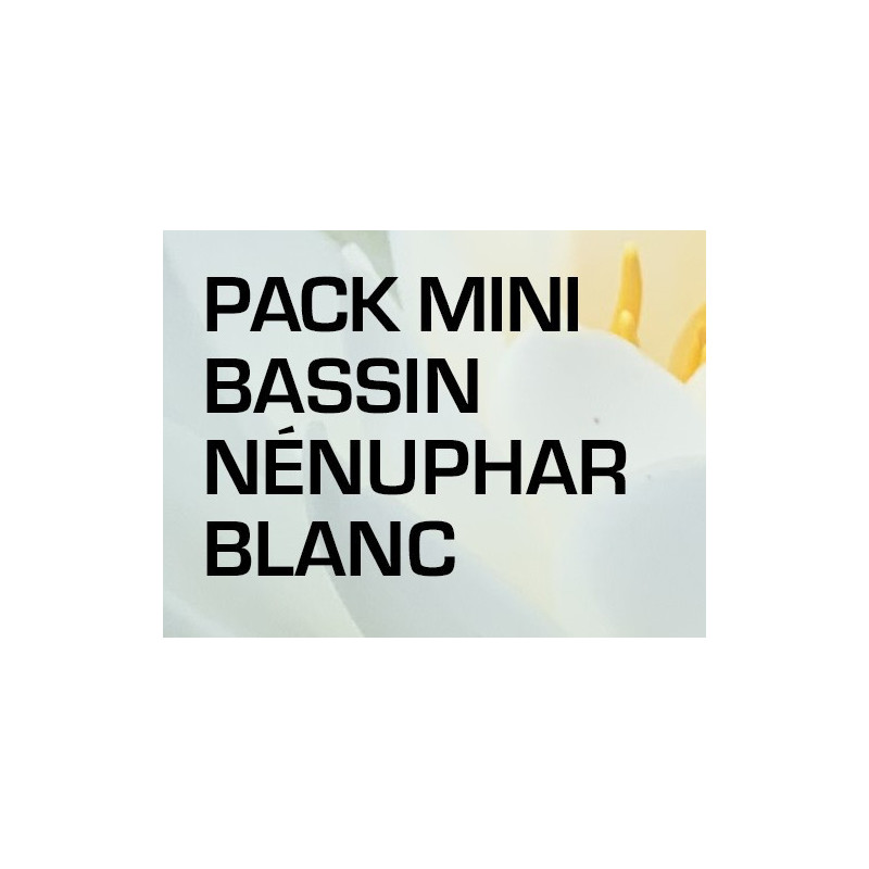 Pack Mini Bassin - Nénuphar blanc