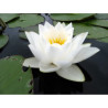 Nymphaea 'Virginalis', nénuphar blanc rustique