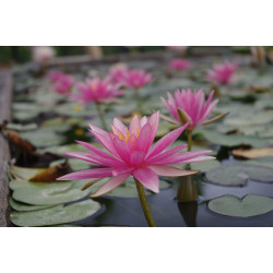 Nymphaea 'Pink Sparkle', nénuphar rustique couleur rose