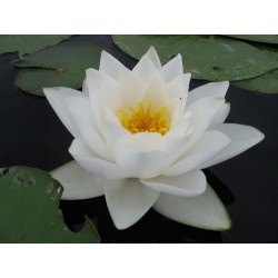 Nymphaea 'Virginalis', nénuphar blanc rustique