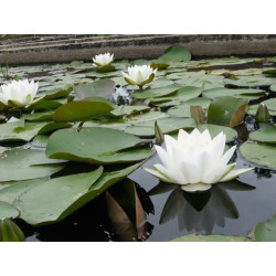 Nymphaea 'Virginalis', nénuphar blanc rustique