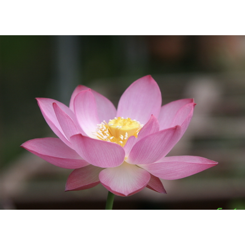 Nelumbo 'Yonsil', lotus rose classique